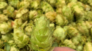 When Hops Prevail – Brewing with Fresh Hops